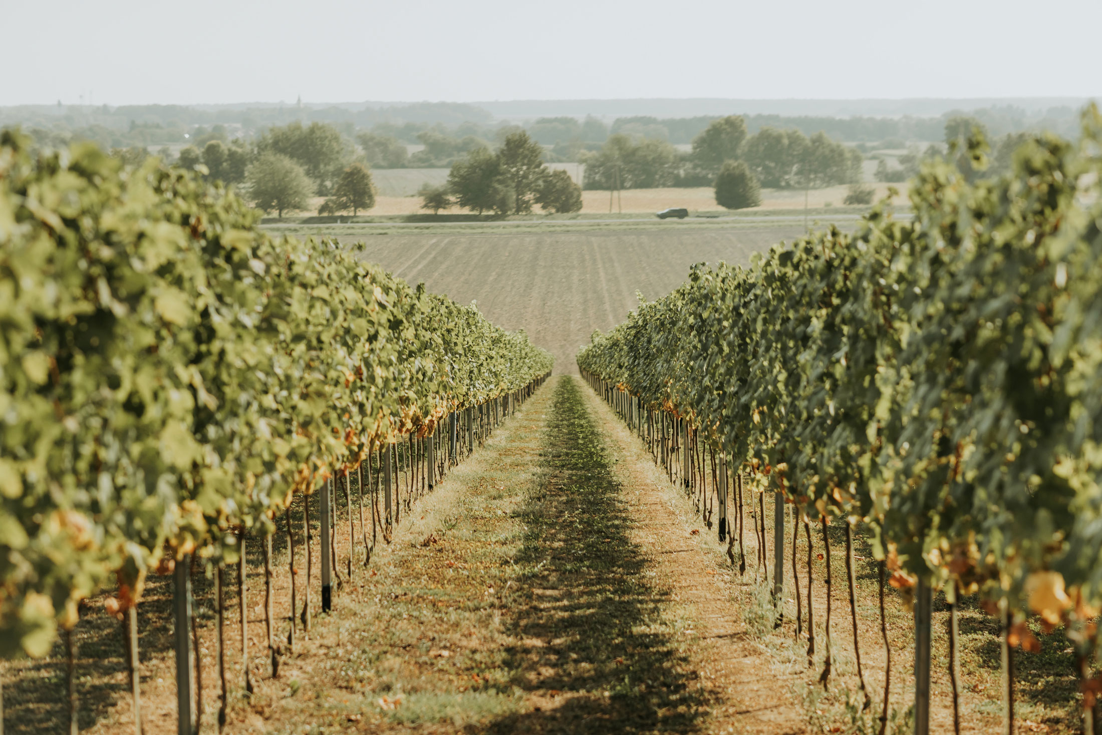 Weinbaugebiet Stephan Kurta